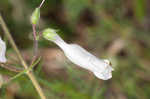 Eastern whiteflower beardtongue